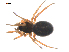  ( - BIOUG36524-A02)  @11 [ ] CreativeCommons - Attribution (2018) G. Blagoev Centre for Biodiversity Genomics