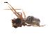  ( - BIOUG36524-A03)  @11 [ ] CreativeCommons - Attribution (2018) G. Blagoev Centre for Biodiversity Genomics