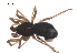  (Semljicola arcticus - BIOUG36524-C07)  @11 [ ] CreativeCommons - Attribution (2018) G. Blagoev Centre for Biodiversity Genomics