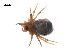  ( - BIOUG36524-E01)  @11 [ ] CreativeCommons - Attribution (2018) G. Blagoev Centre for Biodiversity Genomics
