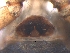  ( - BIOUG36524-G10)  @11 [ ] CreativeCommons - Attribution (2018) G. Blagoev Centre for Biodiversity Genomics