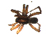  ( - BIOUG00633-H04)  @13 [ ] CC-0  G. Blagoev 2011 Unspecified