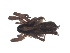  ( - BIOUG00886-A04)  @12 [ ] CC-0  G. Blagoev 2011 Unspecified