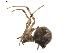  ( - BIOUG00886-D11)  @12 [ ] CC-0  G. Blagoev 2011 Unspecified
