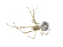  (Steatoda triangulosa - BIOUG07161-G07)  @13 [ ] CreativeCommons - Attribution (2013) G. Blagoev Centre for Biodiversity Genomics