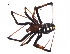  (Latrodectus variolus - BIOUG12605-A01)  @13 [ ] CreativeCommons - Attribution (2014) G. Blagoev Centre for Biodiversity Genomics