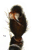  ( - BIOUG07169-A10)  @13 [ ] CreativeCommons - Attribution (2015) G. Blagoev Centre for Biodiversity Genomics