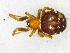  (Steatoda marmorata - Stma F NCA 2021 174)  @11 [ ] Creative Commons  Attribution Share-Alike (by-sa) (2021) Charles Haddad University of the Free State