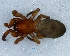  (Drassodes ereptor - Drer F NCA 2021 27)  @11 [ ] Creative Commons  Attribution Share-Alike (by-sa) (2021) Charles Haddad University of the Free State