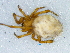  (Theridion sp - Thsp F NCA 2021 38)  @11 [ ] Creative Commons  Attribution Share-Alike (by-sa) (2021) Charles Haddad University of the Free State