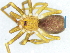  (Afrofilistata sp - Afsp F NCA 2021 68)  @11 [ ] Creative Commons  Attribution Share-Alike (by-sa) (2021) Charles Haddad University of the Free State