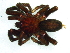  (Brachionopus - Brsp NCA 2021 1093 M)  @11 [ ] Creative Commons  Attribution Share-Alike (by-sa) (2021) Charles Haddad University of the Free State