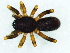  (Cambalida fulvipes - Cafu NCA 2021 1107 M)  @11 [ ] Creative Commons  Attribution Share-Alike (by-sa) (2021) Charles Haddad University of the Free State