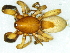  (Zelotes aridus - Zear NCA 2021 1015 M)  @11 [ ] Creative Commons  Attribution Share-Alike (by-sa) (2021) Charles Haddad University of the Free State