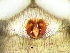  ( - Xean NCA 2021 1027 F)  @11 [ ] Creative Commons  Attribution Share-Alike (by-sa) (2021) Charles Haddad University of the Free State