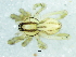  (Parapostenus - Pasp NCA 2021 914 I1)  @11 [ ] Creative Commons  Attribution Share-Alike (by-sa) (2021) Charles Haddad University of the Free State
