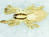  (Parapostenus - Pasp NCA 2021 924 F)  @11 [ ] Creative Commons  Attribution Share-Alike (by-sa) (2021) Charles Haddad University of the Free State