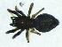  (Agyneta prosectoides - Agpr NCA 2021 997 F)  @11 [ ] Creative Commons  Attribution Share-Alike (by-sa) (2021) Charles Haddad University of the Free State