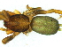  (Zelotes lavus - Zela M NCA 2021 512)  @11 [ ] Creative Commons  Attribution Share-Alike (by-sa) (2021) Charles Haddad University of the Free State