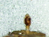  ( - Zefl M NCA 2021 507)  @11 [ ] Creative Commons  Attribution Share-Alike (by-sa) (2021) Charles Haddad University of the Free State