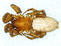  (Zelotes namaquus - Zena F NCA 2021 633)  @11 [ ] Creative Commons  Attribution Share-Alike (by-sa) (2021) Charles Haddad University of the Free State