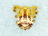  (Thomisops - Thsp F NCA 2021 638)  @11 [ ] Creative Commons  Attribution Share-Alike (by-sa) (2021) Charles Haddad University of the Free State