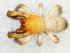  (Namaquella arida - Thsp M NCA 2021 229)  @11 [ ] Creative Commons  Attribution Share-Alike (by-sa) (2021) Charles Haddad University of the Free State