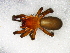  (Rhaeboctesis denotata - Rhde F NCA 2021 237)  @11 [ ] Creative Commons  Attribution Share-Alike (by-sa) (2021) Charles Haddad University of the Free State