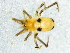  (Ruborridion - Rusp_NMBA_19033_F)  @11 [ ] Creative Commons  Attribution Share-Alike (by-sa) (2024) Charles Haddad University of the Free State