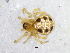  (Spinembolia - Spsp_NMBA_18879_F)  @11 [ ] Creative Commons  Attribution Share-Alike (by-sa) (2024) Charles Haddad University of the Free State