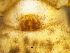 ( - Grro_NMBA_18917_F1)  @11 [ ] Creative Commons  Attribution Share-Alike (by-sa) (2024) Charles Haddad University of the Free State