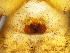  ( - Grro_NMBA_18917_F2)  @11 [ ] Creative Commons  Attribution Share-Alike (by-sa) (2024) Charles Haddad University of the Free State