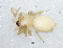  (Leptodrassex murphyi - Lemu_NMBA_19069_F)  @11 [ ] Creative Commons  Attribution Share-Alike (by-sa) (2024) Charles Haddad University of the Free State