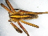  (Chiasmopes - Chli_NMBA_19358_F)  @11 [ ] Creative Commons  Attribution Share-Alike (by-sa) (2024) Charles Haddad University of the Free State