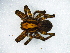  (Griswoldia sibyna - Grsi_NMBA_19446_F)  @11 [ ] Creative Commons  Attribution Share-Alike (by-sa) (2024) Charles Haddad University of the Free State