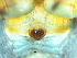  ( - Bile_NMBA_19447_F)  @11 [ ] Creative Commons  Attribution Share-Alike (by-sa) (2024) Charles Haddad University of the Free State