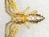  (Tmarus comellinii - Tmco_NMBA_19536_F)  @11 [ ] Creative Commons  Attribution Share-Alike (by-sa) (2024) Charles Haddad University of the Free State