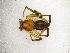  (Platyoides costeri - Plco_NMBA_19539_F)  @11 [ ] Creative Commons  Attribution Share-Alike (by-sa) (2024) Charles Haddad University of the Free State
