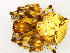  (Ero capensis - Erca_NMBA_19553_F)  @11 [ ] Creative Commons  Attribution Share-Alike (by-sa) (2024) Charles Haddad University of the Free State