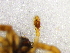  ( - Euco_NMBA_19560_M1)  @11 [ ] Creative Commons  Attribution Share-Alike (by-sa) (2024) Charles Haddad University of the Free State