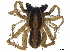  ( - ICUP-MS-0036)  @11 [ ] CreativeCommons - Attribution (2020) CBG Photography Group Centre for Biodiversity Genomics