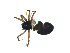  ( - CCDB-21418-A01)  @13 [ ] CreativeCommons - Attribution (2014) G. Blagoev Centre for Biodiversity Genomics