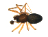  (Agyneta jacksoni - CCDB-21418-A03)  @14 [ ] CreativeCommons - Attribution (2014) G. Blagoev Centre for Biodiversity Genomics