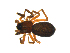  ( - CCDB-21418-A04)  @13 [ ] CreativeCommons - Attribution (2014) G. Blagoev Centre for Biodiversity Genomics