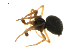  ( - CCDB-21418-C01)  @13 [ ] CreativeCommons - Attribution (2014) G. Blagoev Centre for Biodiversity Genomics