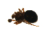 ( - CCDB-21418-E12)  @12 [ ] CreativeCommons - Attribution (2014) G. Blagoev Centre for Biodiversity Genomics