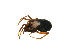  ( - CCDB-21418-F11)  @12 [ ] CreativeCommons - Attribution (2014) G. Blagoev Centre for Biodiversity Genomics