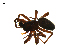  (Hilaira proletaria - CCDB-21418-G12)  @14 [ ] CreativeCommons - Attribution (2014) G. Blagoev Centre for Biodiversity Genomics