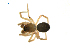  (Tapinocyba prima - CCDB-21419-B02)  @14 [ ] CreativeCommons - Attribution (2014) G. Blagoev Centre for Biodiversity Genomics