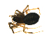  (Grammonota gigas - CCDB-21419-C08)  @14 [ ] CreativeCommons - Attribution (2014) G. Blagoev Centre for Biodiversity Genomics